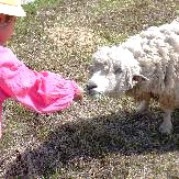 shizen_hitsuji02.jpg shizen_hitsuji02.jpg