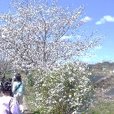 shizen_sakura.jpg shizen_sakura.jpg